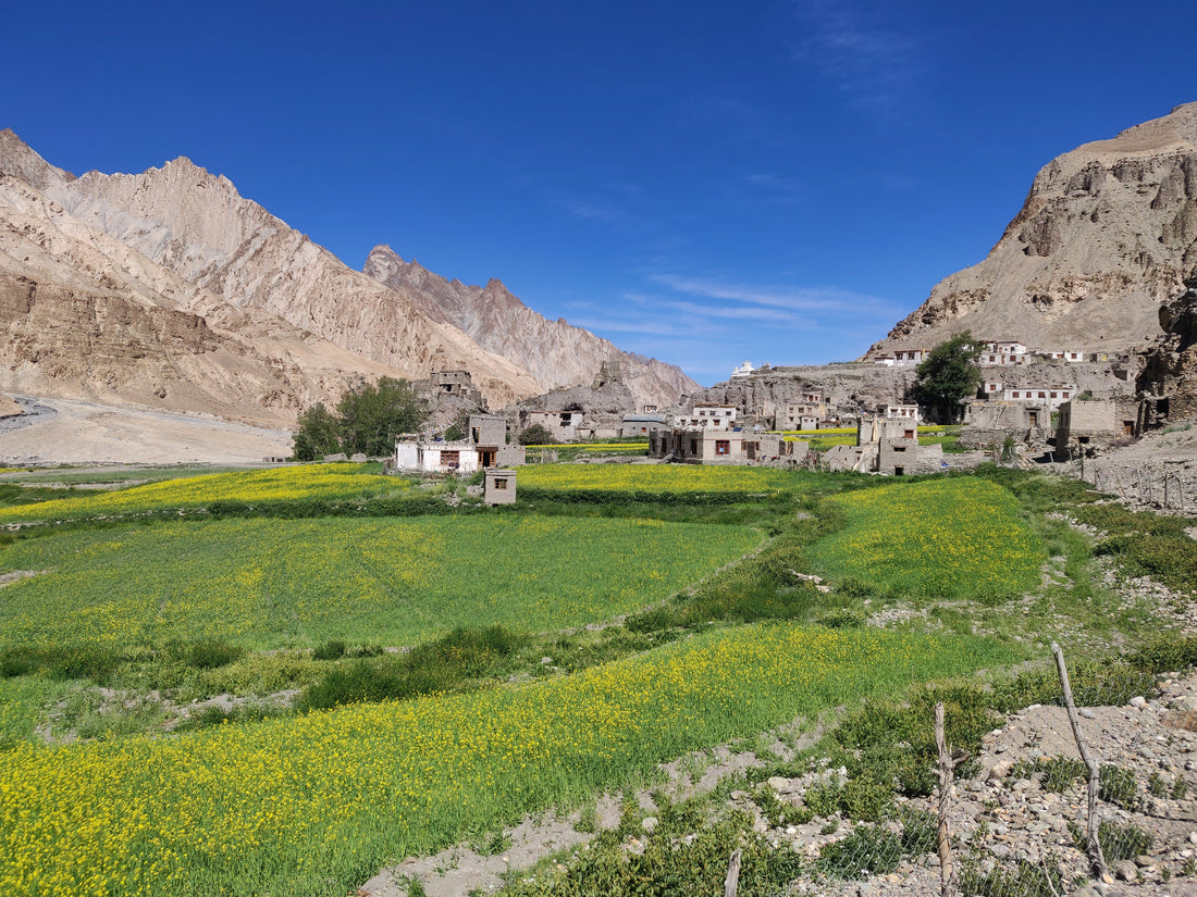 Ladakh farming, agriculture, organic farming